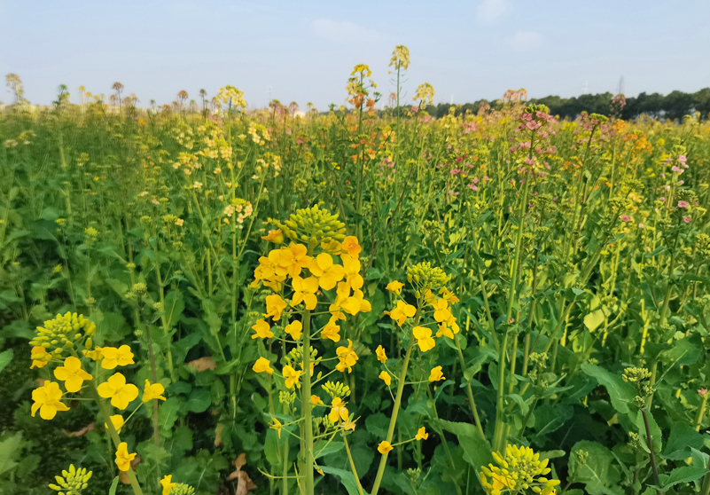 五彩油菜花05