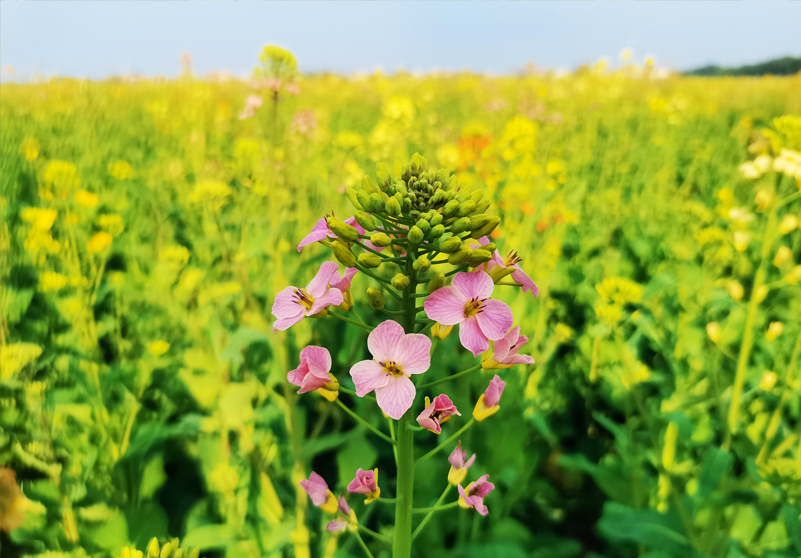 五彩油菜花01